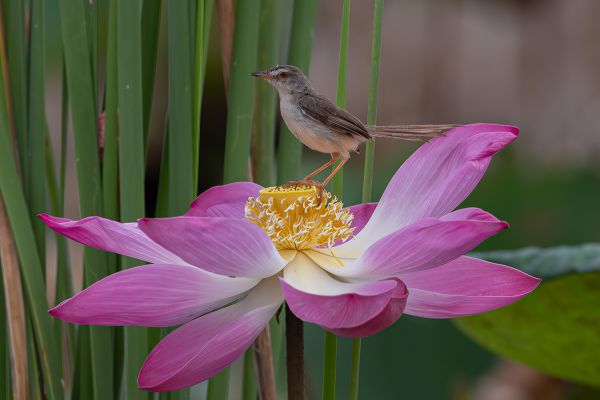 Oriental Reed-Warbler