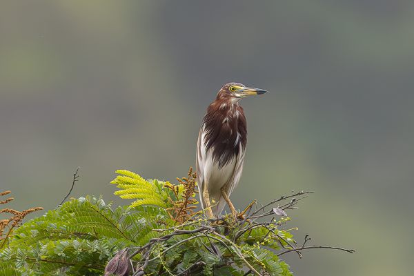 Chinese Pond-Heron