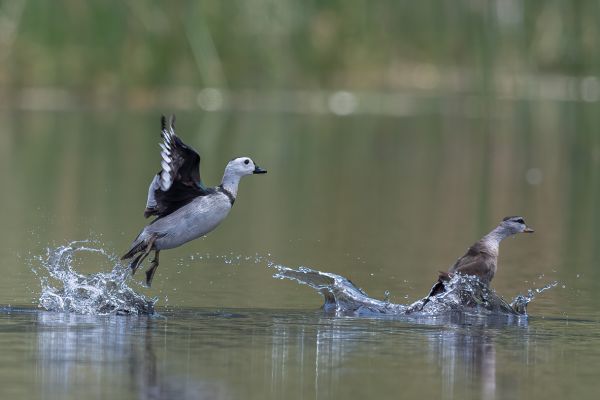 Cotton Pygmy-goose