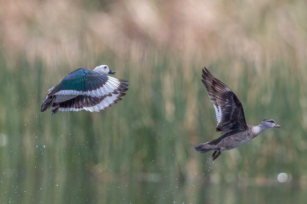 Cotton Pygmy-goose