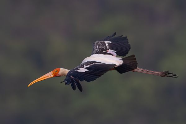 Painted Stork