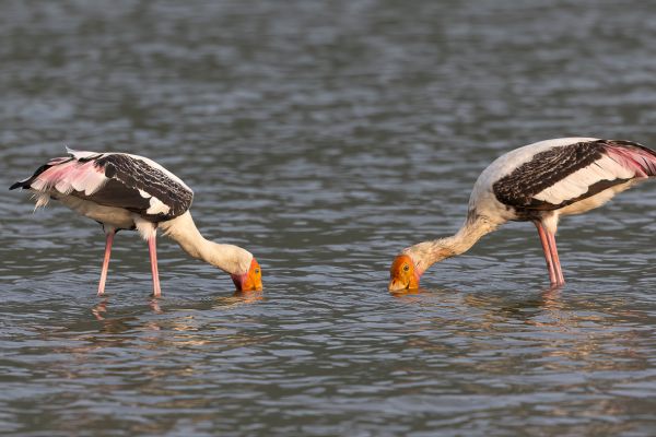 Painted Stork