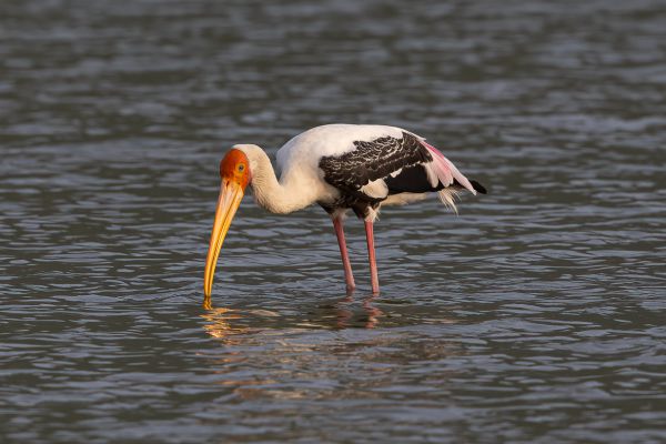 Painted Stork