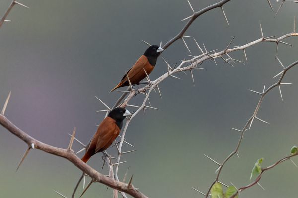Southern Black-headed Munia