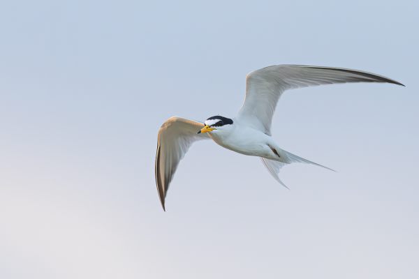 Little Tern (albifrons)