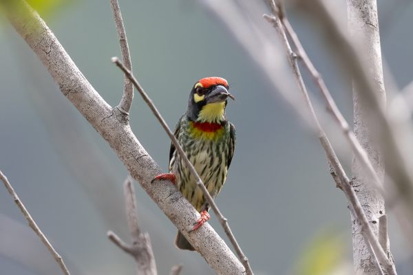 Coppersmith Barbet