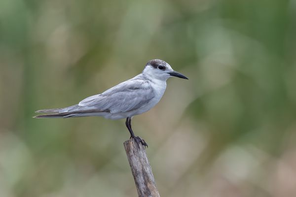 Gull-billed Tern