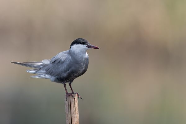 Whiskered Tern