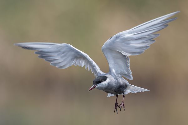Whiskered Tern