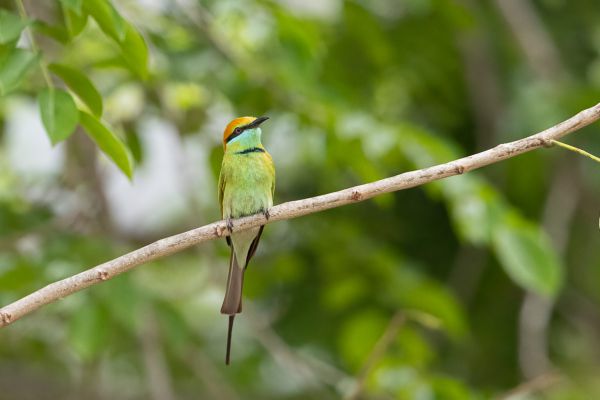 Asian Green Bee-eater