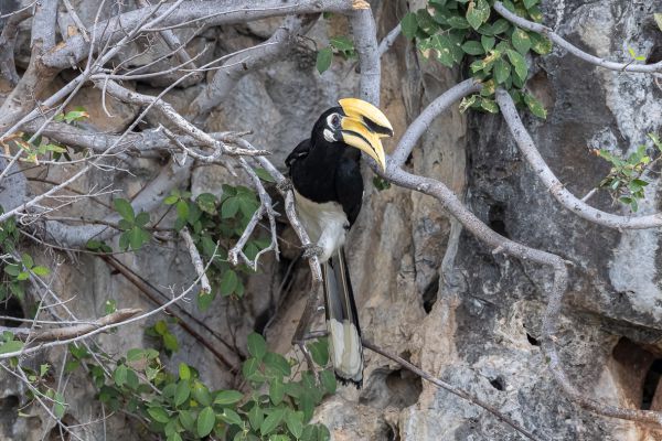 Oriental Pied-Hornbill