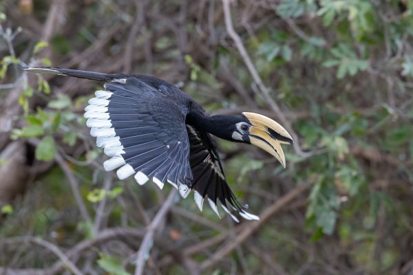 Oriental Pied-Hornbill