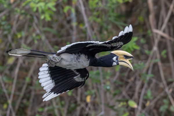 Oriental Pied-Hornbill