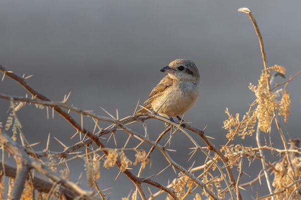 Brown Shrike