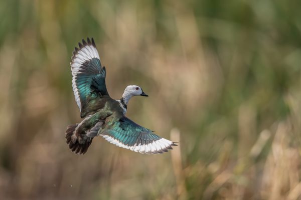 Cotton Pygmy-goose