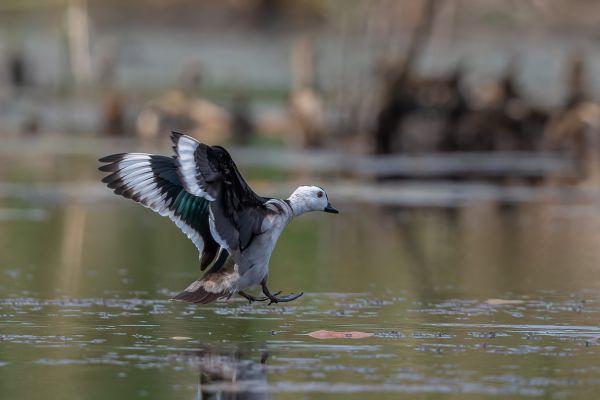 Cotton Pygmy-goose