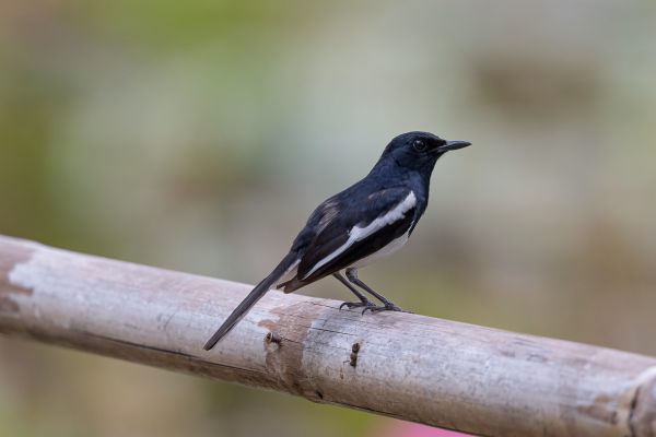 Oriental Magpie-Robin