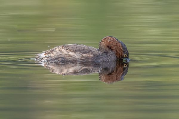 Little Grebe [ruficollis]