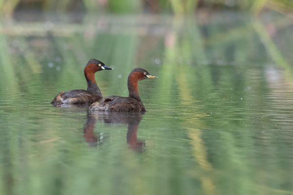 Little Grebe 
