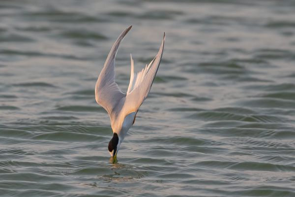 Little Tern (albifrons)
