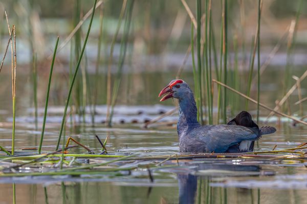 Grey-headed Swamphen