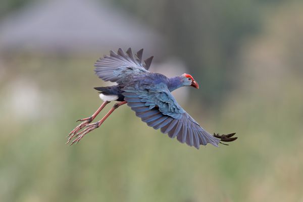 Grey-headed Swamphen