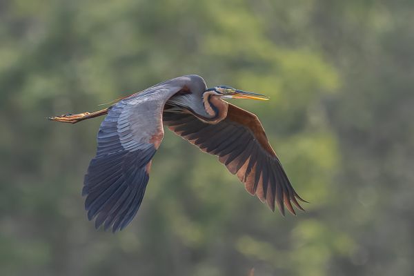 Purple Heron (purpurea)