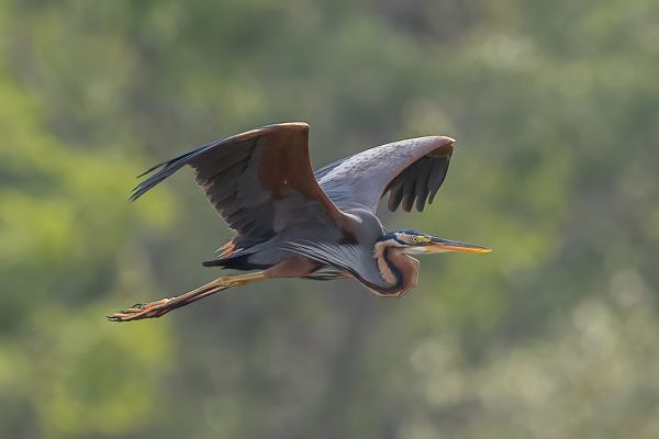 Purple Heron (purpurea)