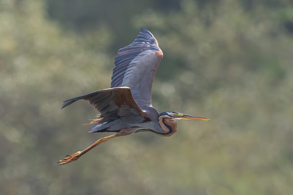 Purple Heron (purpurea)