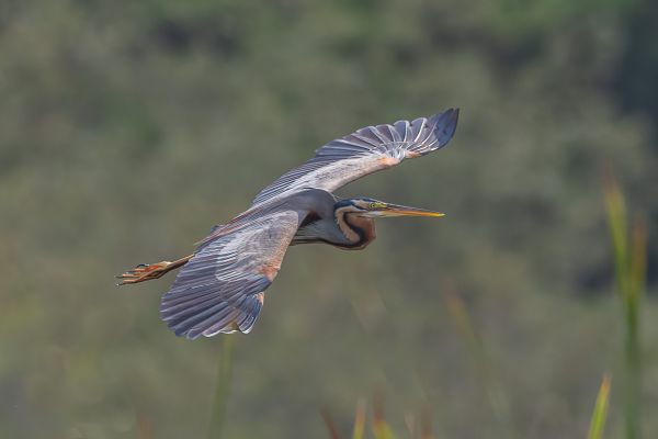 Purple Heron (purpurea)