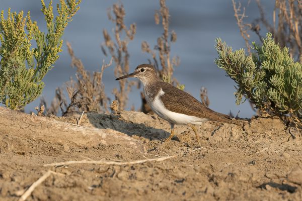 Green Sandpiper