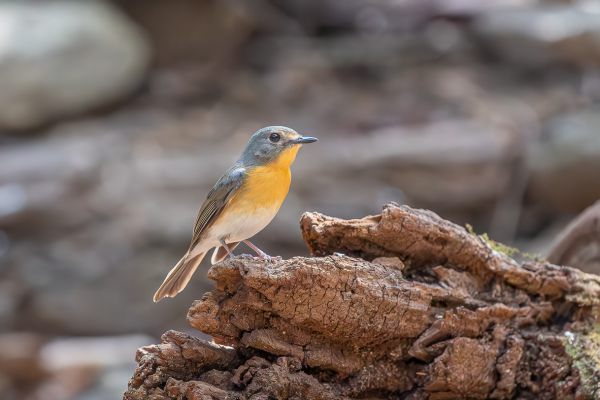 Hill Blue-Flycatcher