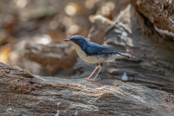 Siberian Blue Robin