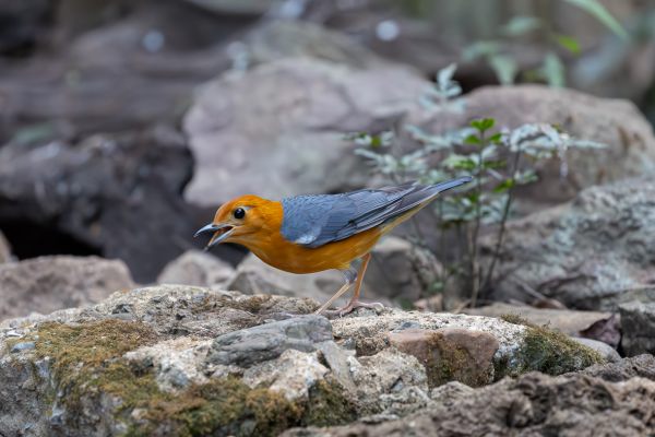 Orange-headed Thrush