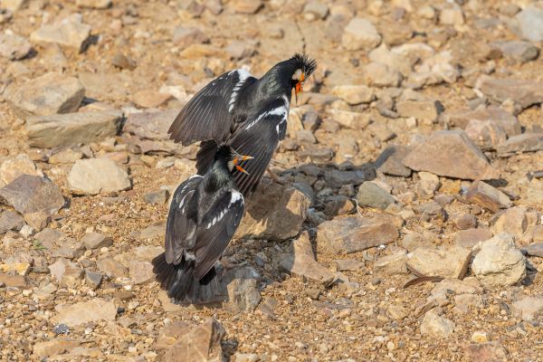 Asian pied Starling