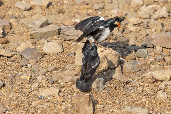 Asian pied Starling