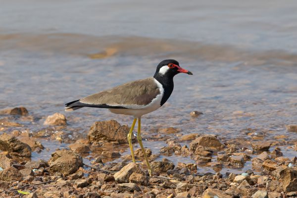 Red-wattled Lapwing