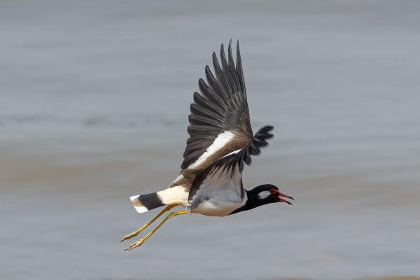 Red-wattled Lapwing