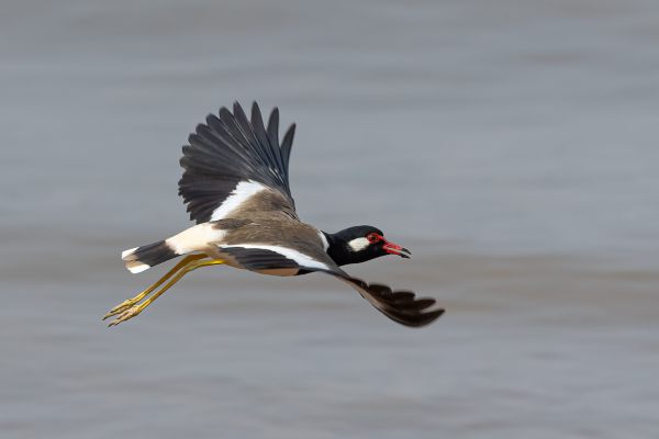 Red-wattled Lapwing