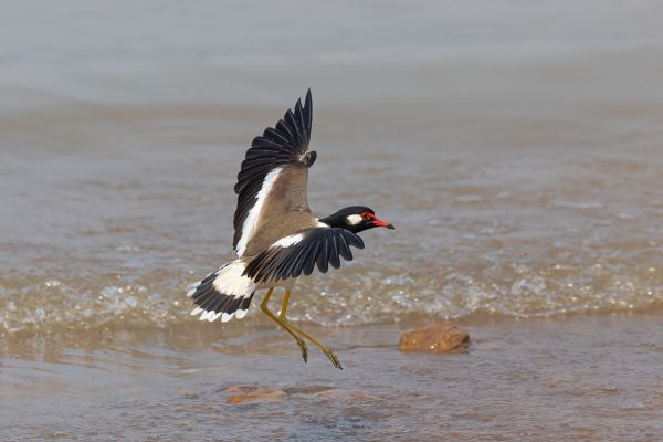 Red-wattled Lapwing