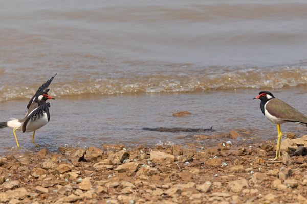 Red-wattled Lapwing