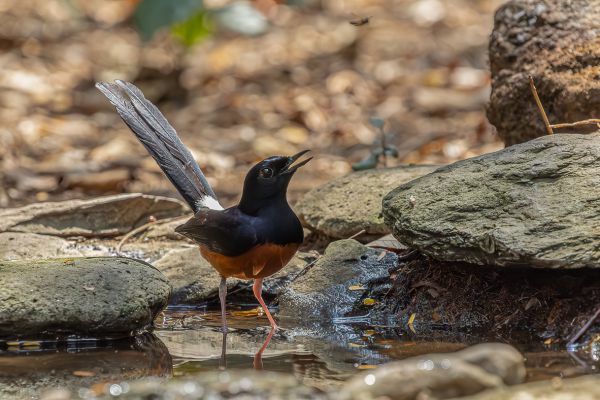 White-rumped Shama