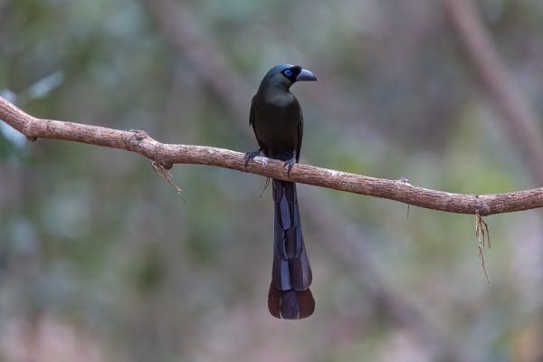 Racket-tailed Treepie