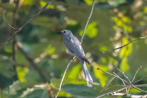 Ashy Drongo (innexus)