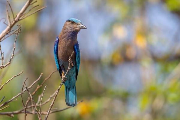 Indochinese Roller