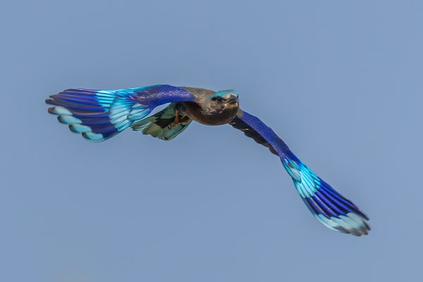Indochinese Roller