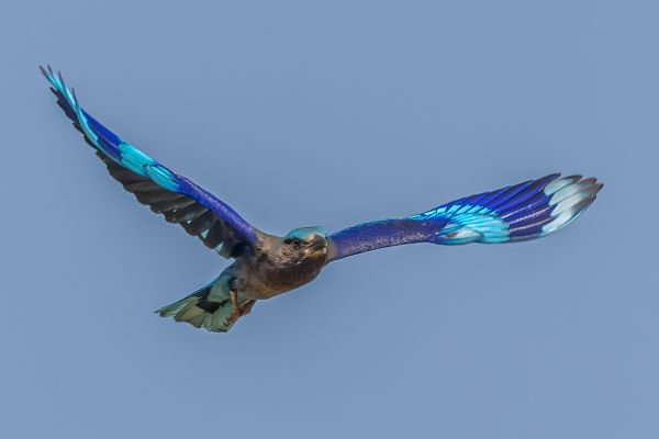 Indochinese Roller