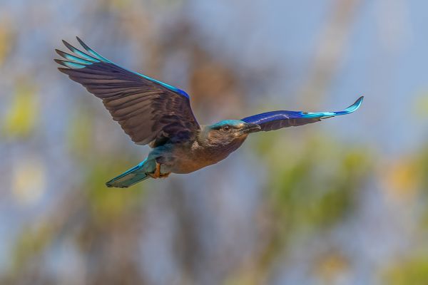 Indochinese Roller