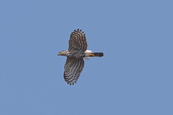 Wallace's Hawk-Eagle