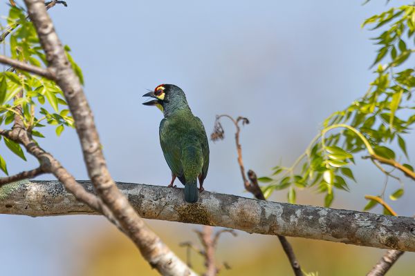Coppersmith Barbet